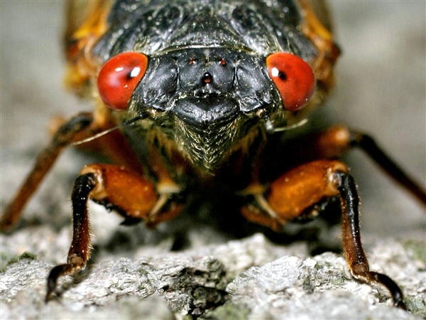 cicada-creepy-photo1.jpg