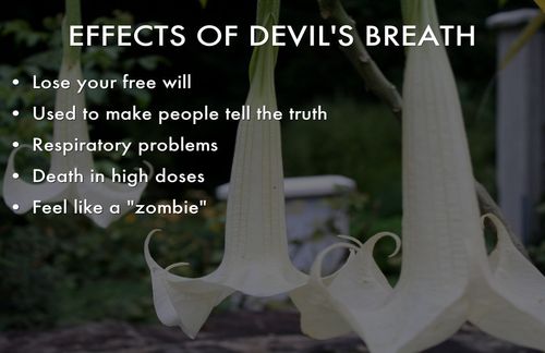devils_breath_effects.jpg