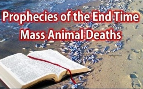 end_times_prophecy_mass_deaths.jpg