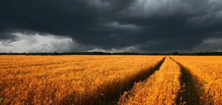 field_wheat_dark_735_350.jpg