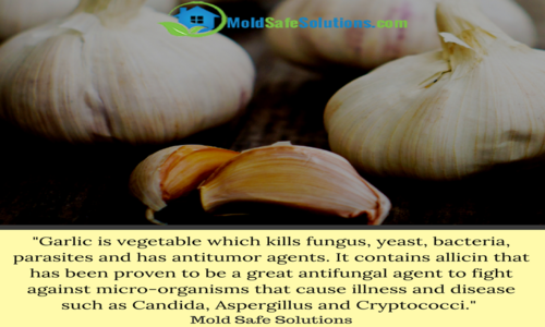 garlic_kills_fungus.png