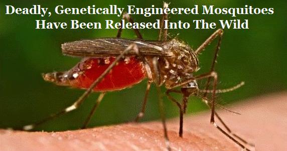 mosquitoes_geneticallyengineered.jpg