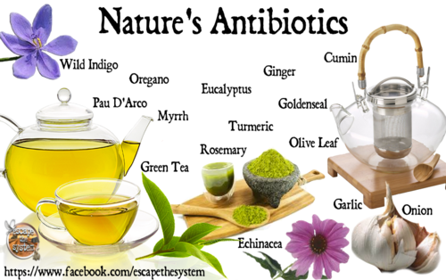 natures_antibiotics.png
