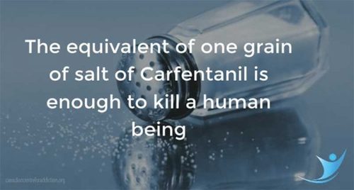 Carfentanil.jpg