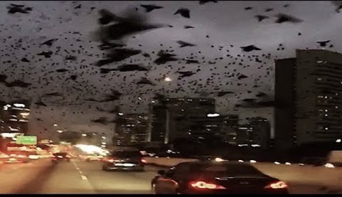 birdpocalypse.jpg