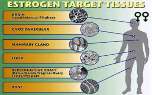 estrogen_targets.jpg