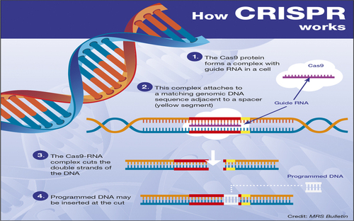 how_crispr_works.jpg